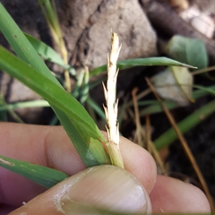 Lepturus radicans