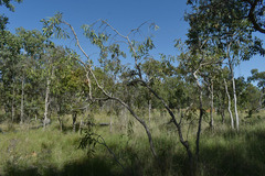 Melaleuca viridiflora attenuata
