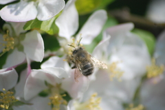 Anthophora plumipes