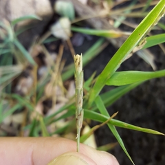 Lepturus radicans