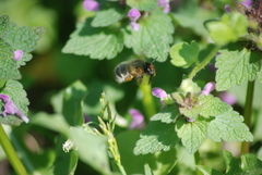Anthophora plumipes