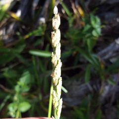 Stenotaphrum dimidiatum