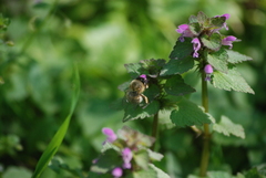 Anthophora plumipes