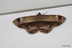 Lepidoptera