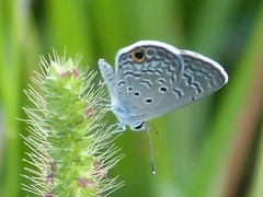 Hemiargus ceraunus