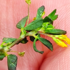 Trifolium micranthum