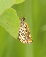 Heteropterinae