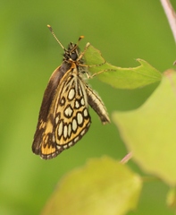Heteropterinae