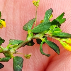 Trifolium micranthum