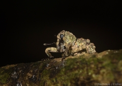 Tychreus sellatus
