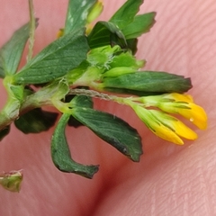 Trifolium micranthum