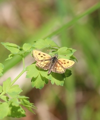 Carterocephalus