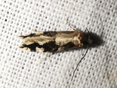 Neurothaumasia ankerella