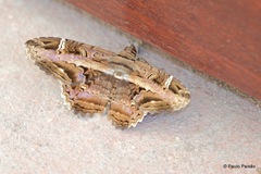 Lepidoptera