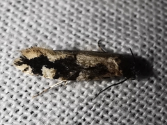 Neurothaumasia ankerella