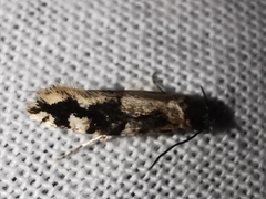 Neurothaumasia ankerella