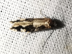 Neurothaumasia ankerella