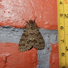 Olepa ricini