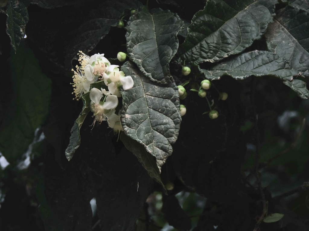 Campomanesia reitziana in June 2022 by Yuri Tedéo · iNaturalist