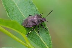 Rhacognathus punctatus