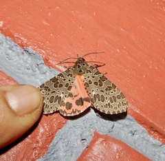 Olepa ricini