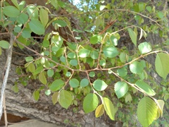 Ulmus villosa