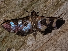 Desmia bajulalis