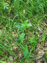Campanula bononiensis