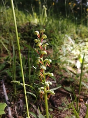 Dactylorhiza viridis
