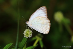 Lepidoptera