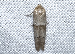 Hypatopa punctiferella