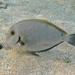 Blueline Surgeonfish - Photo (c) max_forster, some rights reserved (CC BY-NC)