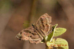 Antigonus funebris