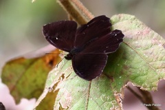 Lepidoptera
