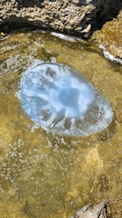 Rhizostomatidae