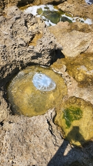 Rhizostomatidae
