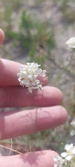 Smelowskia alba