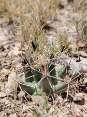 Coryphantha robustispina scheeri