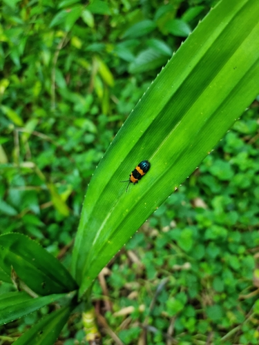 Callistola zonalis, 2022-06-21