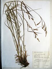 Carex arnellii