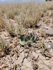 Coryphantha robustispina scheeri