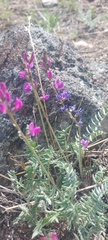 Oxytropis coerulea