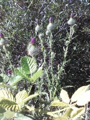 Cirsium occidentale occidentale