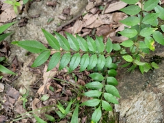 Zanthoxylum schinifolium