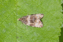 Olethreutes umbrosana