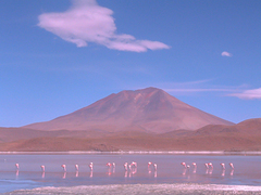 Phoenicopterus chilensis