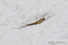 Tetragnatha keyserlingi