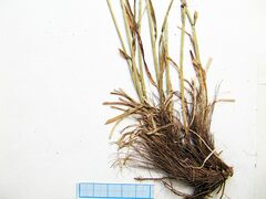 Carex arnellii