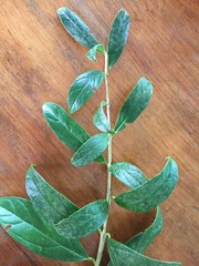 Gibsoniothamnus
