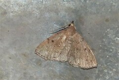 Zanclognatha protumnusalis